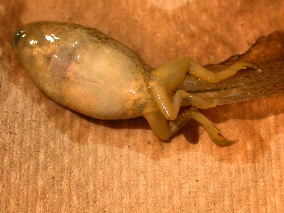 5 Legged Northern Leopard Frog Tadpole Rana pipiens